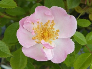 THE LAKELAND ROSE (climber)